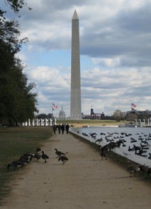 You couldn't see it in the wider shot but these geese covered the reflecting pool.  In the far, far background: the Capitol.